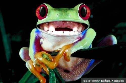 Дом кукол Лавандовый сон. Жаба и Хомяк 6 (фото 4)