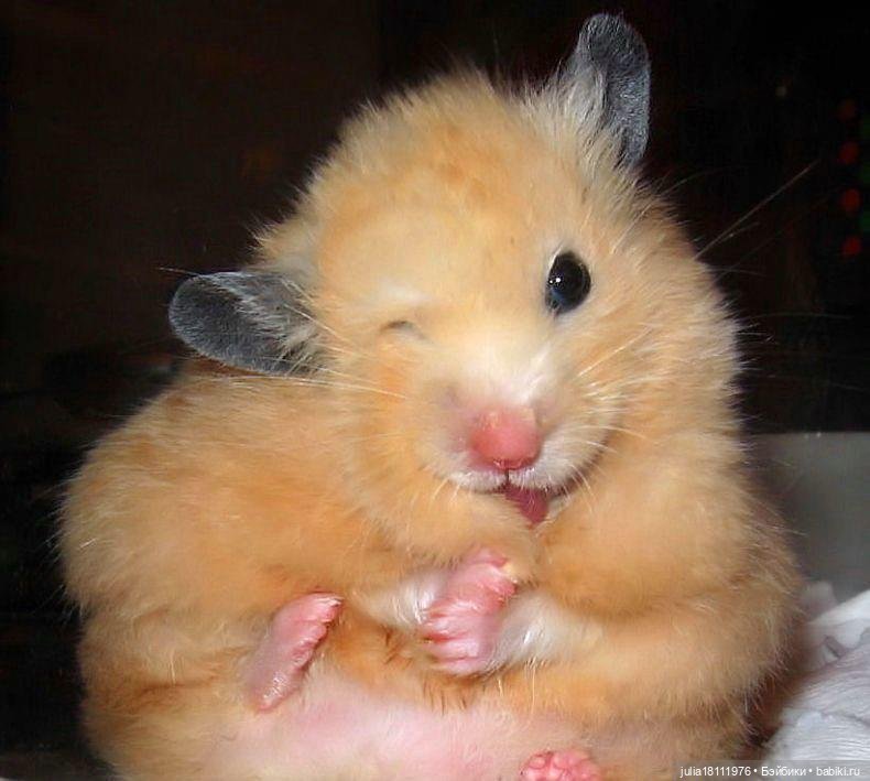 Дом кукол Лавандовый сон. Жаба и Хомяк 6 (фото 5)