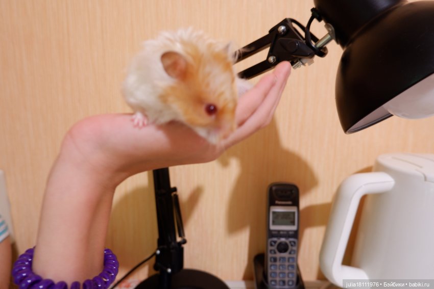 Дом кукол Лавандовый сон. Радость нашего дома