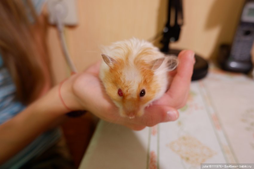 Дом кукол Лавандовый сон. Радость нашего дома (фото 2)