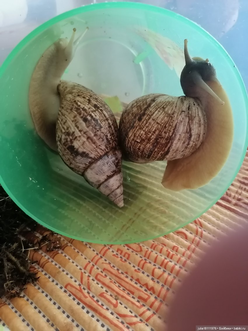 Дом кукол Лавандовый сон. Радость нашего дома (фото 9)