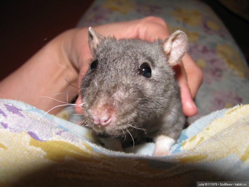 Дом кукол Лавандовый сон. Радость нашего дома