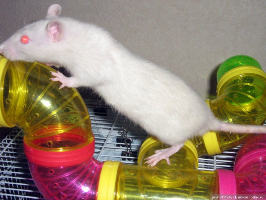 Дом кукол Лавандовый сон. Радость нашего дома