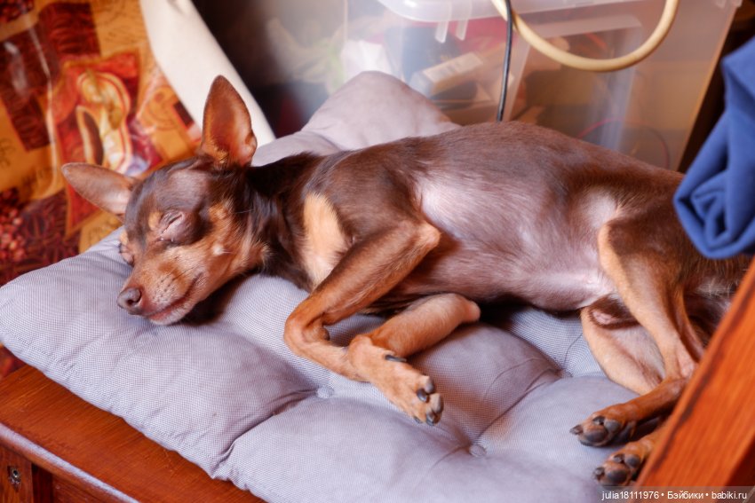 Дом кукол Лавандовый сон. Радость нашего дома