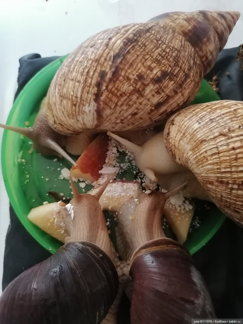 Дом кукол Лавандовый сон. Радость нашего дома (фото 10)