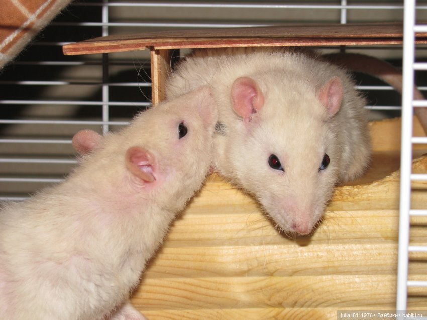 Дом кукол Лавандовый сон. Радость нашего дома