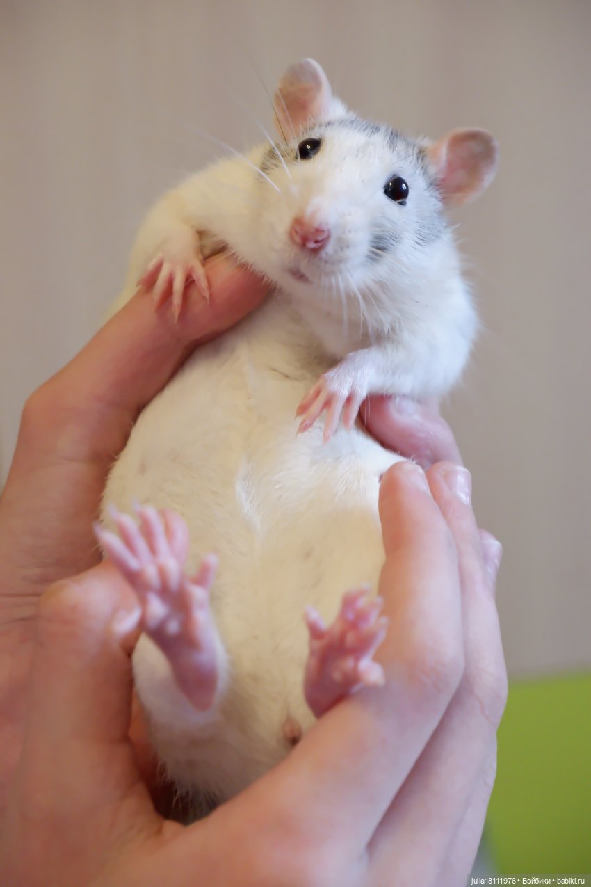 Дом кукол Лавандовый сон. Радость нашего дома