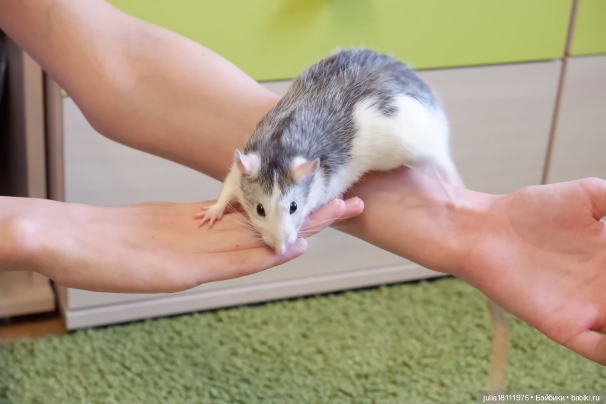 Дом кукол Лавандовый сон. Радость нашего дома