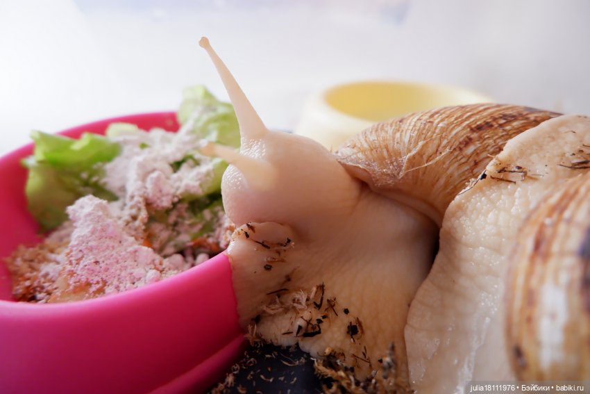 Дом кукол Лавандовый сон. Радость нашего дома (фото 8)