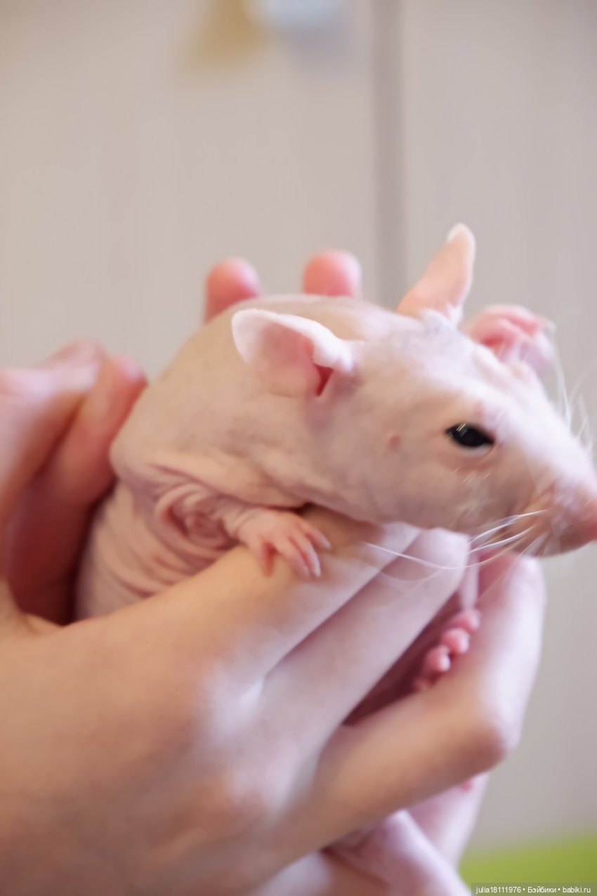 Дом кукол Лавандовый сон. Радость нашего дома