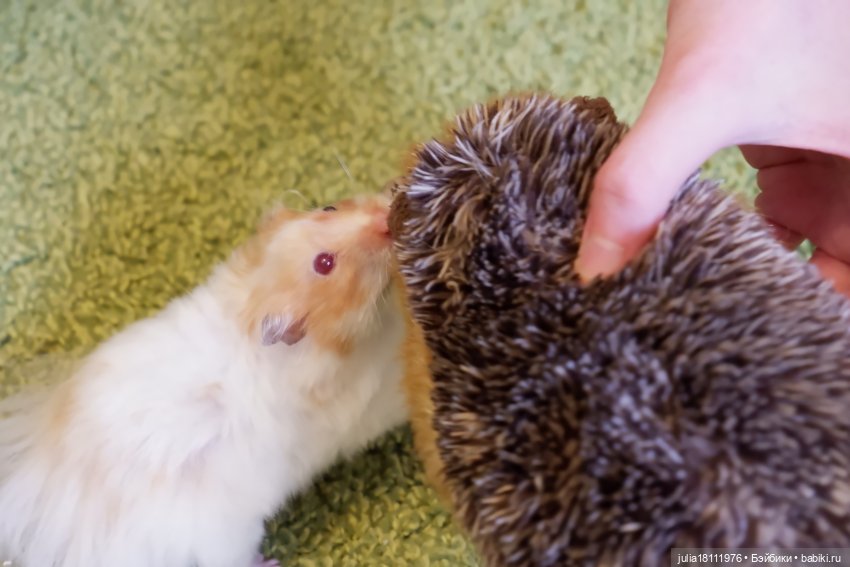 Дом кукол Лавандовый сон. Радость нашего дома (фото 3)