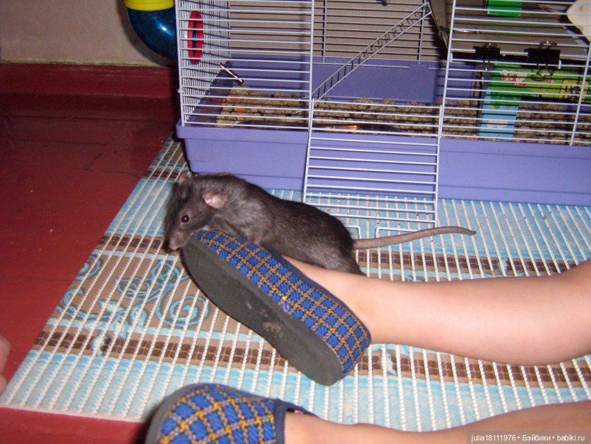 Дом кукол Лавандовый сон. Радость нашего дома