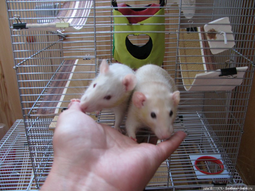 Дом кукол Лавандовый сон. Радость нашего дома