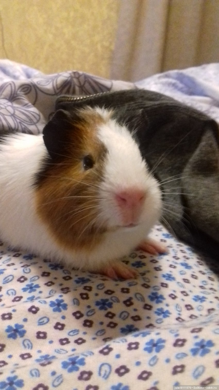 Дом кукол Лавандовый сон. Радость нашего дома (фото 7)