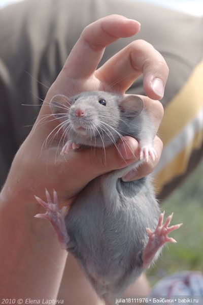 Дом кукол Лавандовый сон. Радость нашего дома