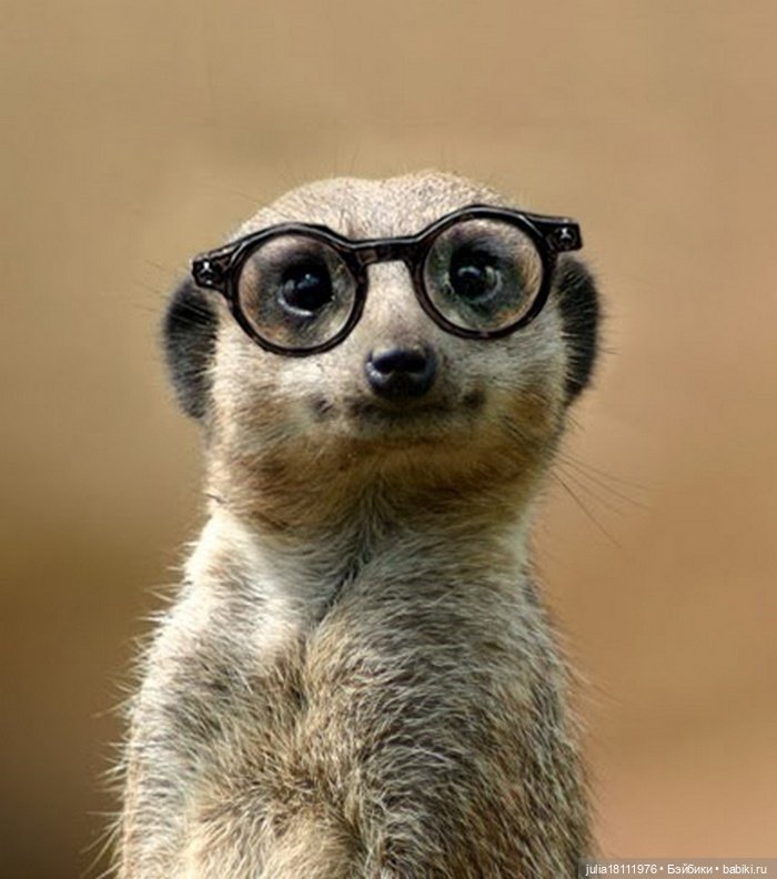 Дом кукол Лавандовый сон. Жаба и Хомяк 8 (фото 5)