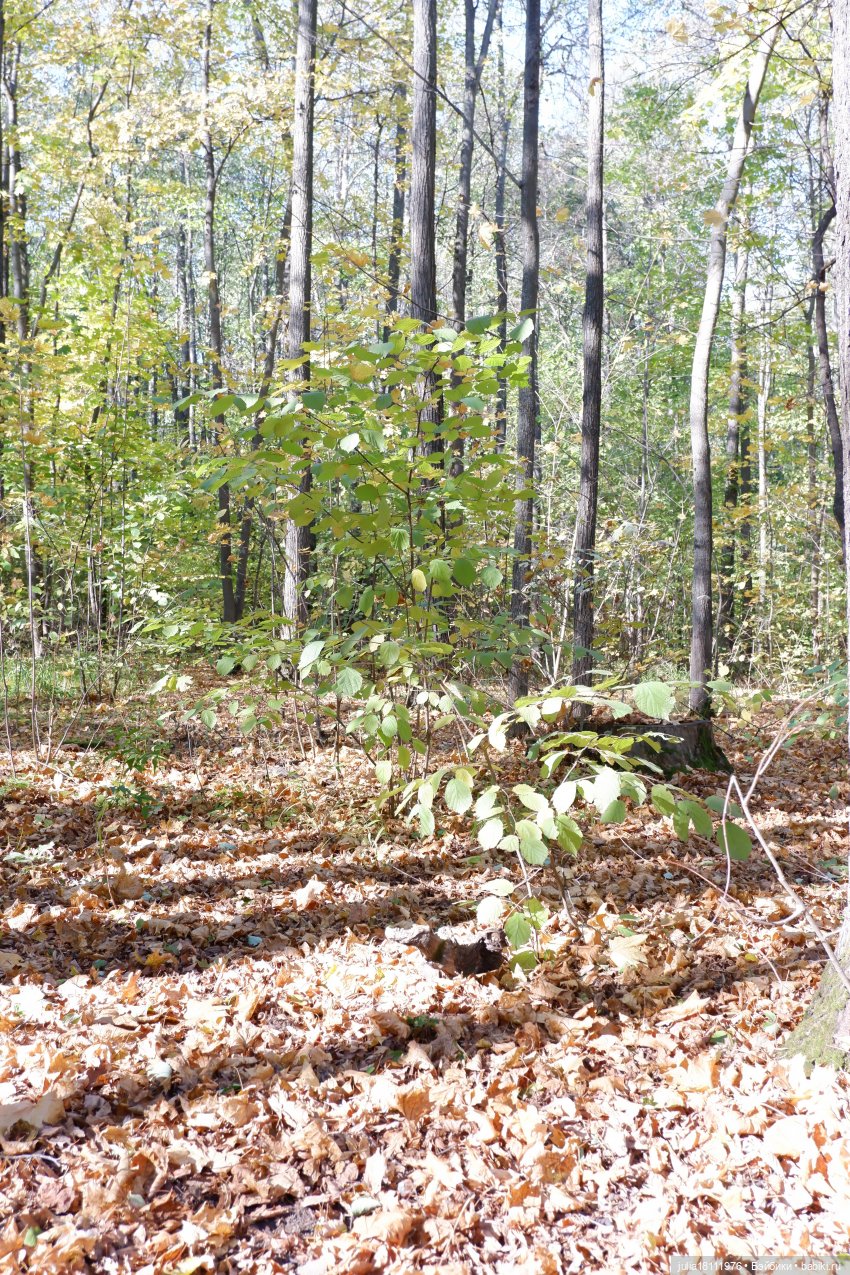 Дом кукол Лавандовый сон. Гуляем коллекцию "Синева"