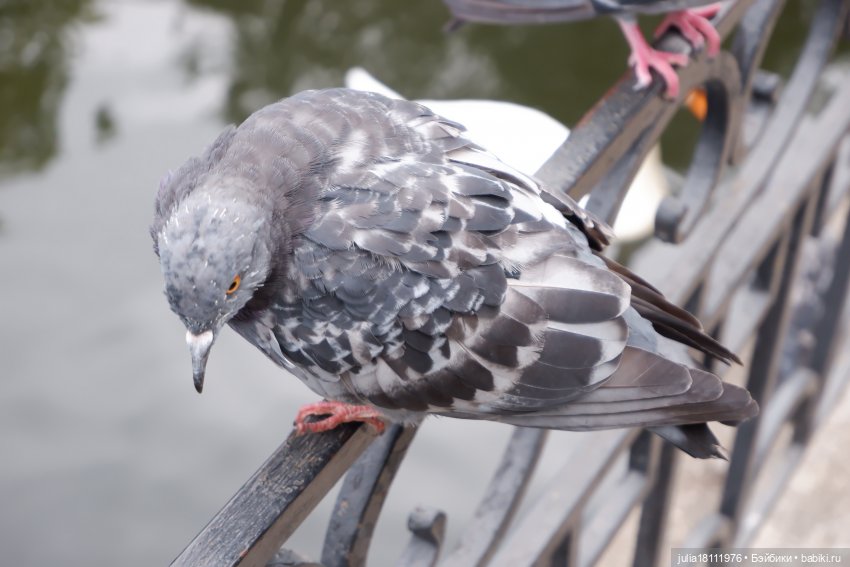 Дом кукол Лавандовый сон. Гуляем коллекцию "Синева"