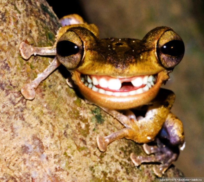 Дом кукол Лавандовый сон. Жаба и Хомяк 10 (фото 2)