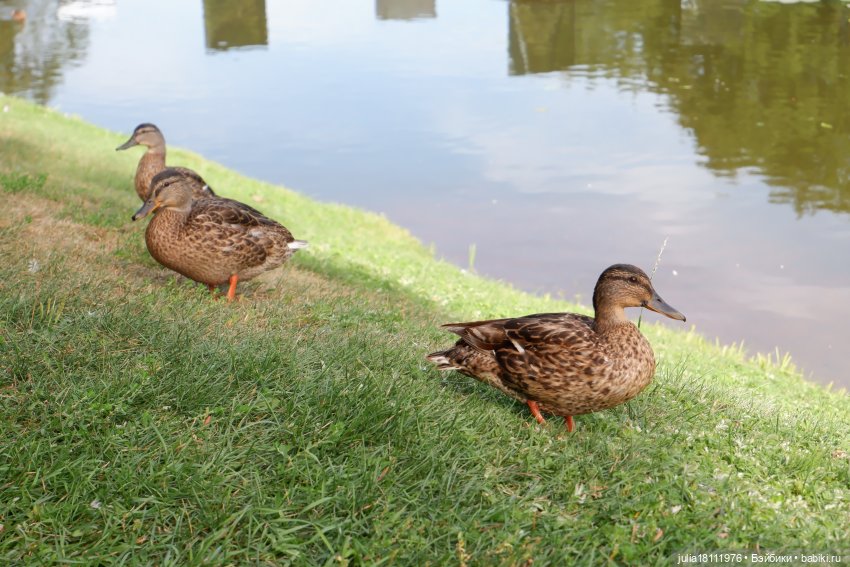 Дом кукол Лавандовый сон. Акварели Петербурга - август 2023. Часть 3