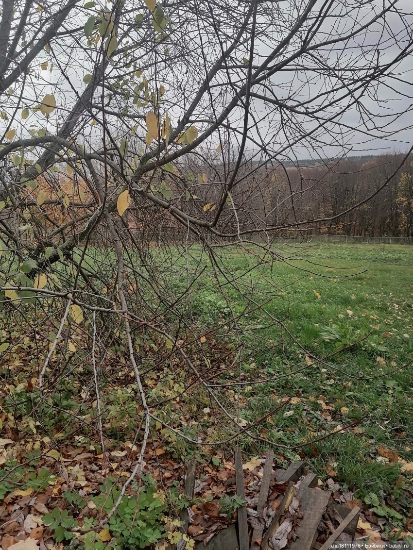 Дом кукол Лавандовый сон. Семейка Баболи - представление Часть 4 (фото 8)