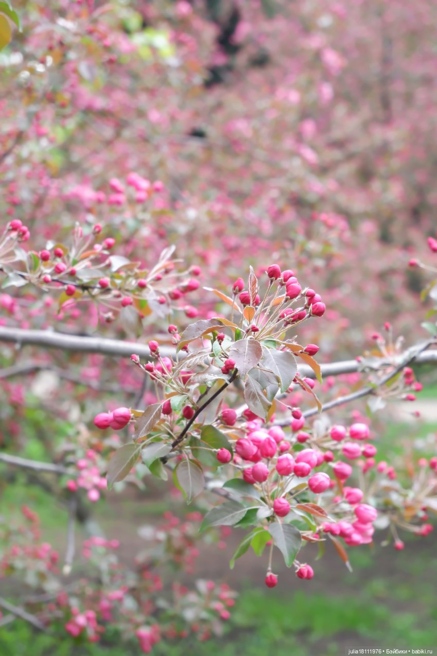 Дом кукол Лавандовый сон. Парки, куклы, Первомай! Лика Такара представление часть 1 | Бэйбики Дом кукол Лавандовый сон. Парки, куклы, Первомай! Лика Такара представление часть 1