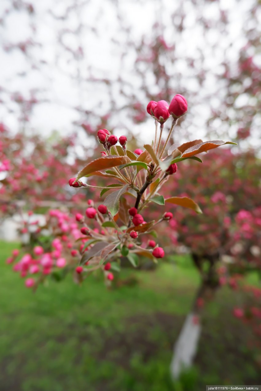 Дом кукол Лавандовый сон. Парки, куклы, Первомай! Лика Такара представление часть 1 | Бэйбики Дом кукол Лавандовый сон. Парки, куклы, Первомай! Лика Такара представление часть 1