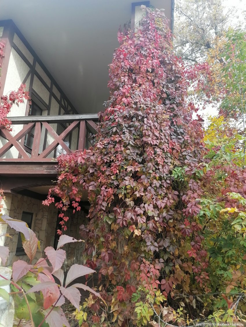 Дом кукол Лавандовый сон. Малышки Такара представление часть 2