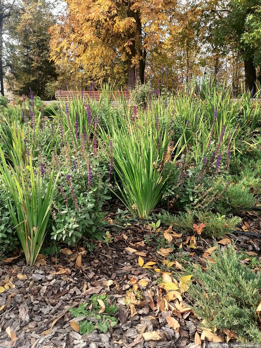 Дом кукол Лавандовый сон. Малышки Такара представление часть 2