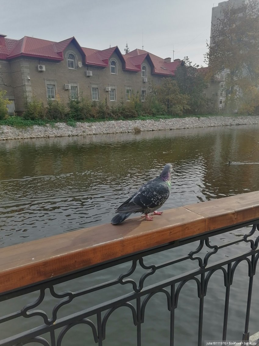 Дом кукол Лавандовый сон. Малышки Такара представление часть 2