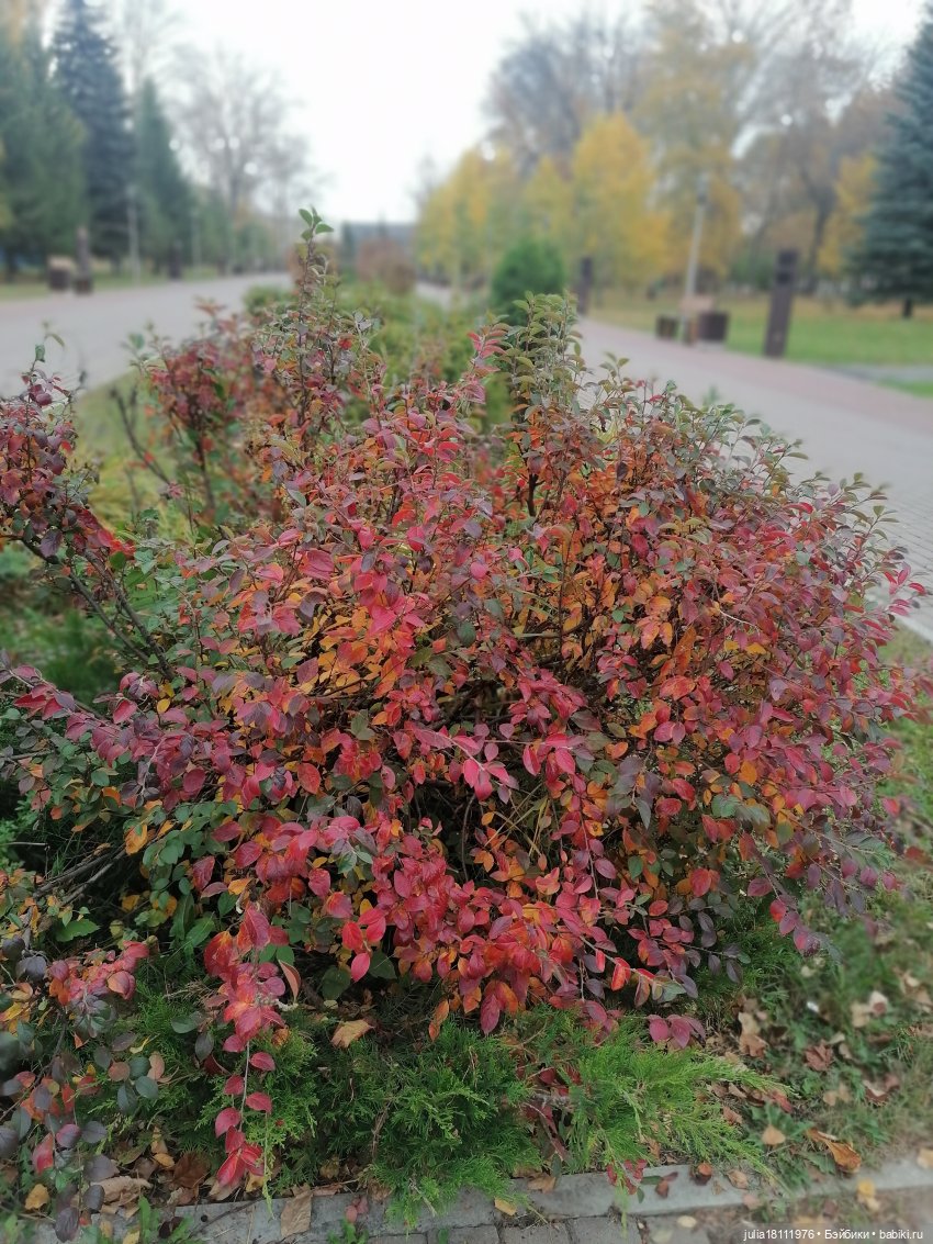 Дом кукол Лавандовый сон. Семейка Баболи - представление Часть 5