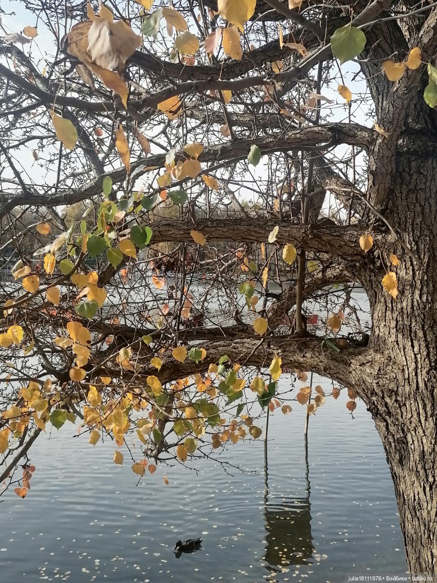 Дом кукол Лавандовый сон. Семейка Баболи - представление Часть 5