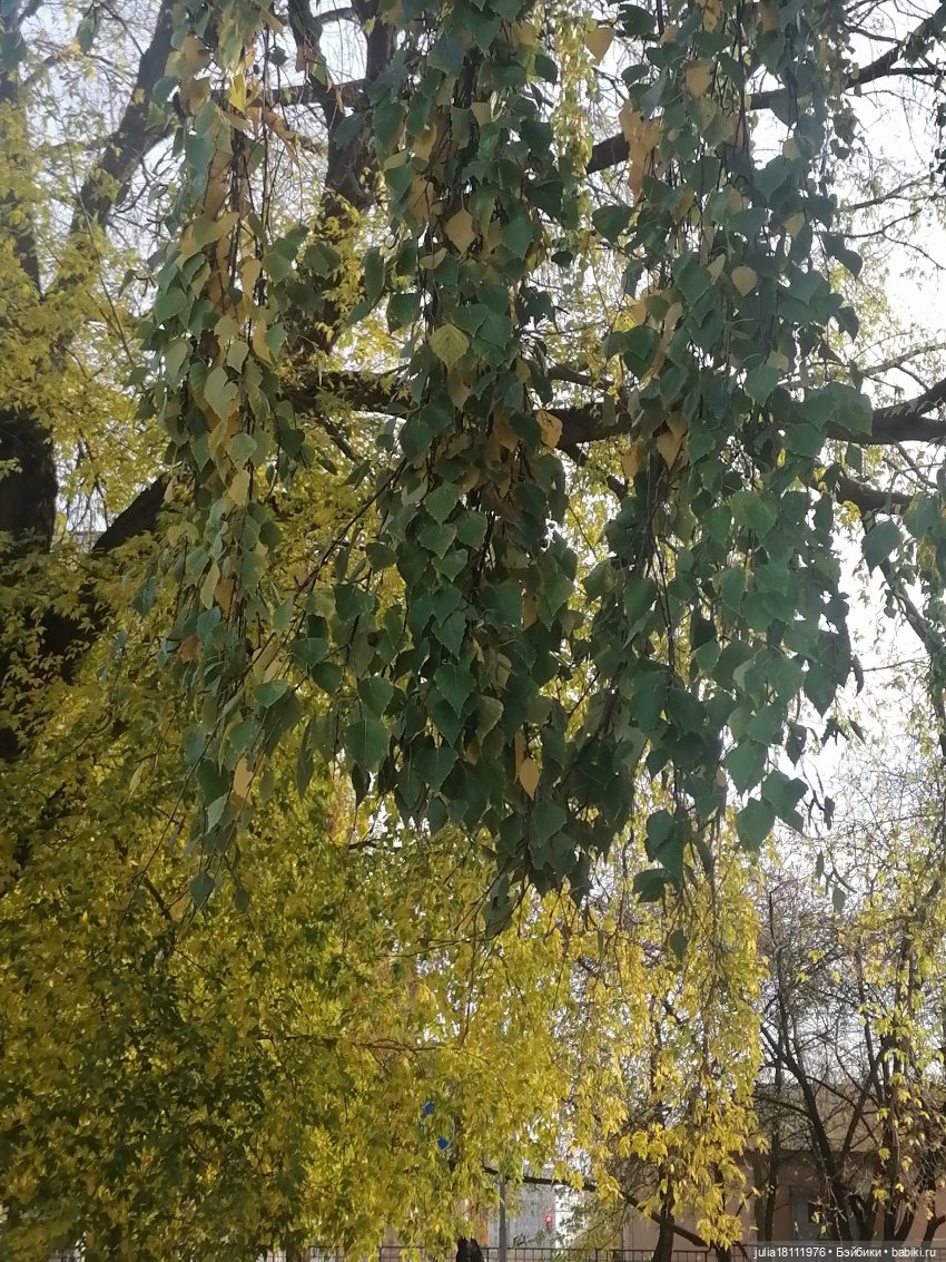 Дом кукол Лавандовый сон. Семейка Баболи - представление Часть 5 (фото 3)