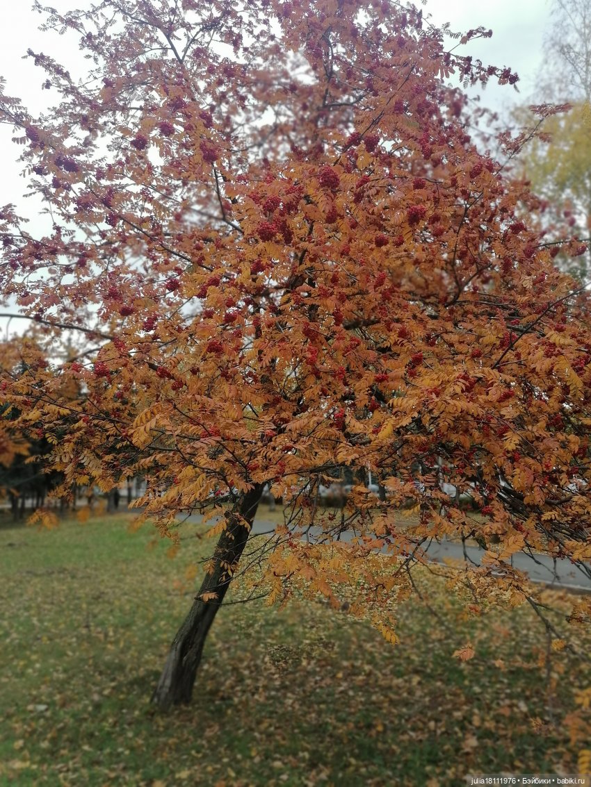 Дом кукол Лавандовый сон. Семейка Баболи - представление Часть 5