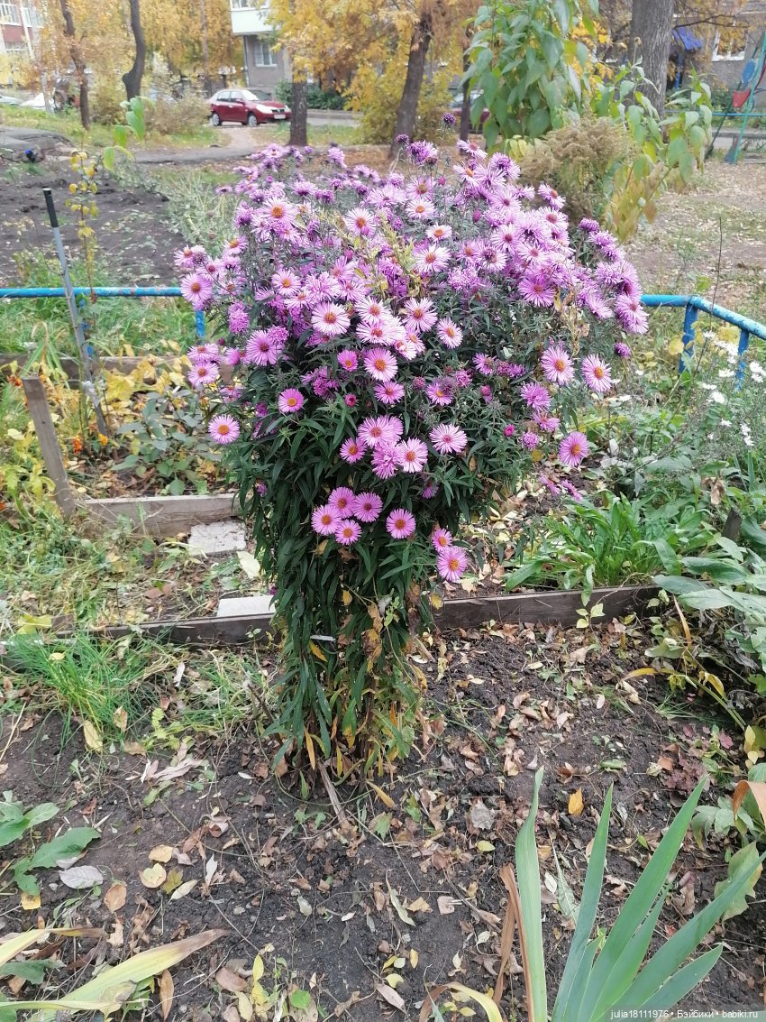 Дом кукол Лавандовый сон. Семейка Баболи - представление Часть 5