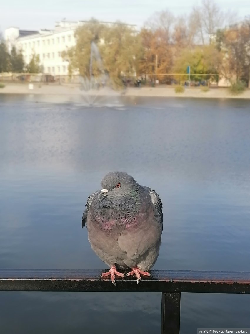 Дом кукол Лавандовый сон. Семейка Баболи - представление Часть 5
