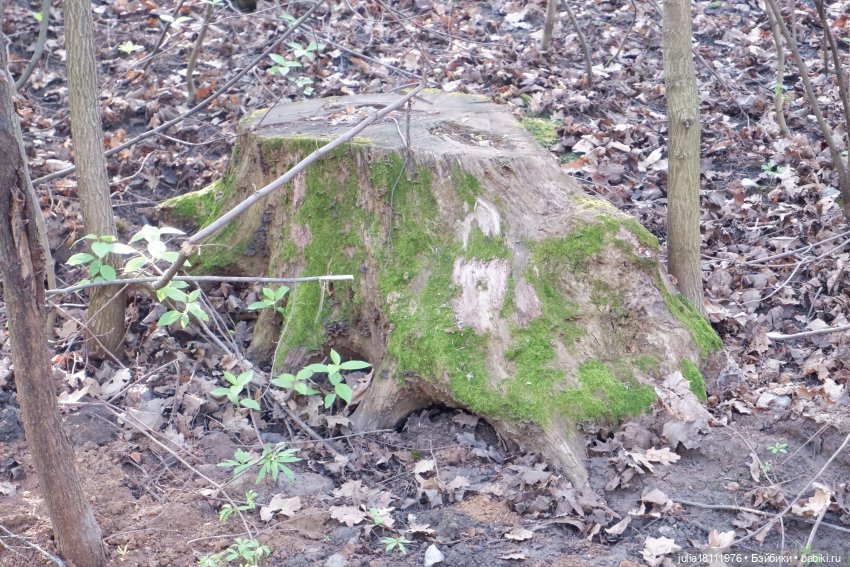 Дом кукол Лавандовый сон. Семейка Барбиобразные. Часть 8. Куклы "Соня Роуз/Курн" (фото 7)