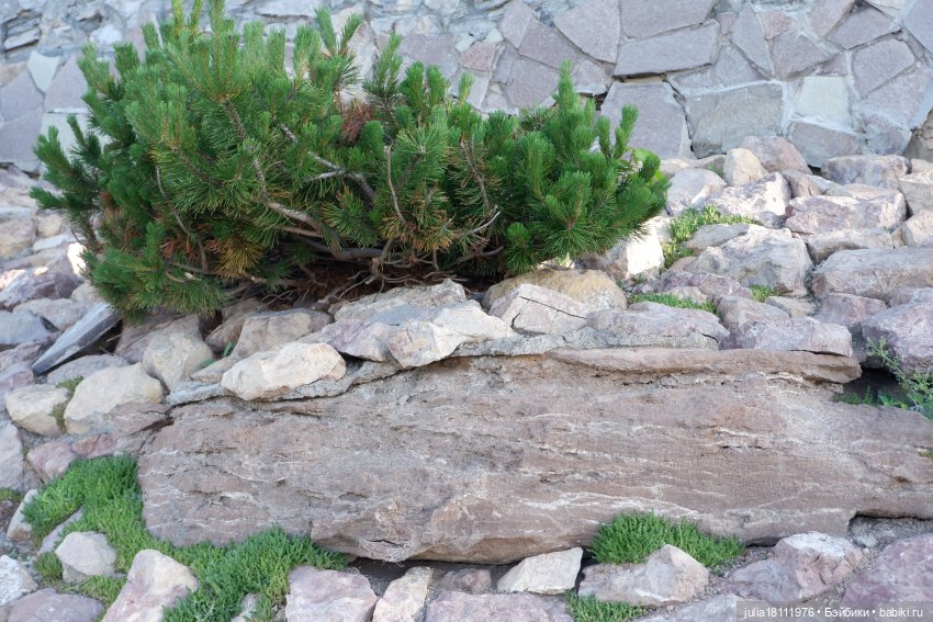 Дом кукол Лавандовый сон. Семейка Барбиобразные. Часть 12. Куклы "Соня Роуз/Курн"