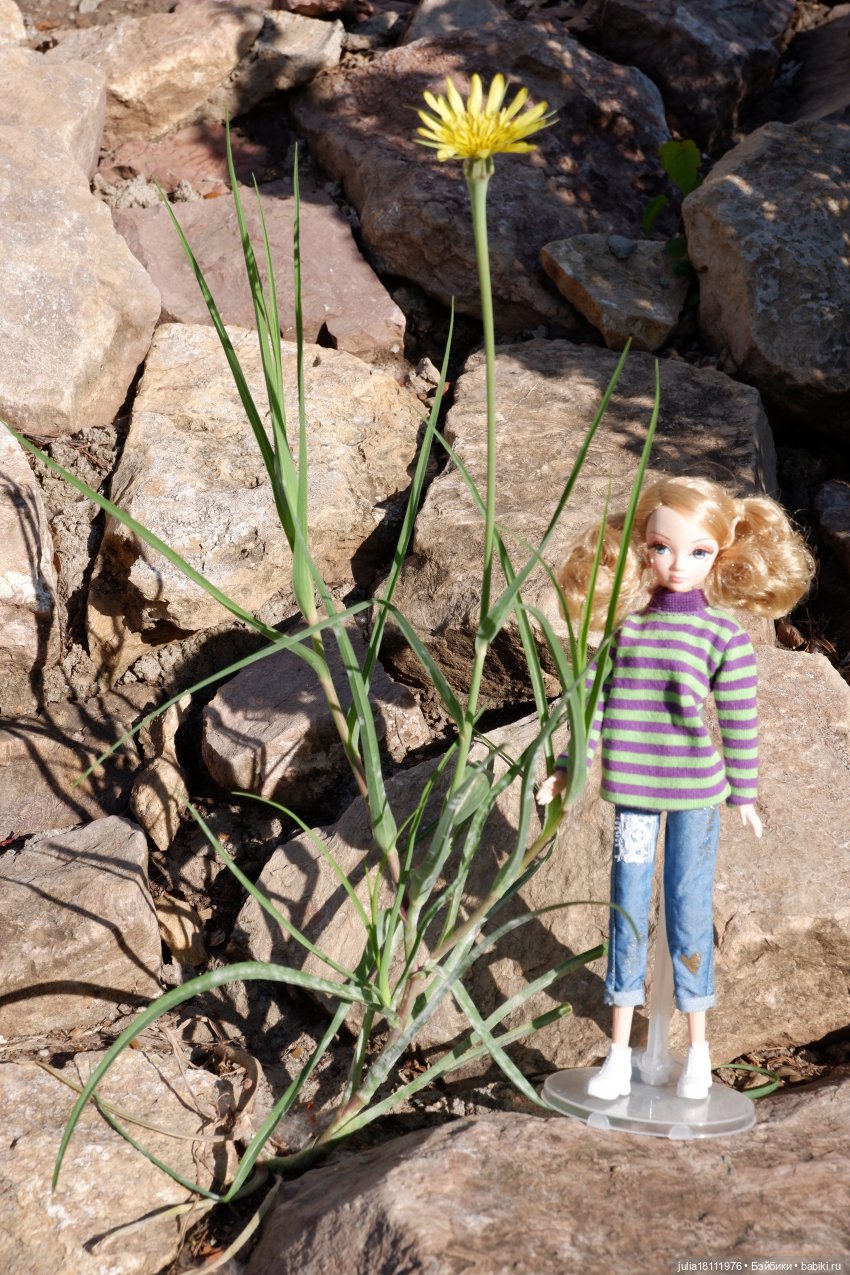 Дом кукол Лавандовый сон. Семейка Барбиобразные. Часть 12. Куклы "Соня Роуз/Курн"