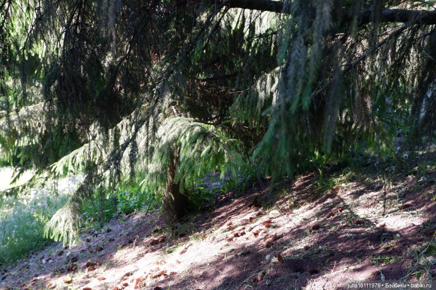 Дом кукол Лавандовый сон. Семейка Барбиобразные. Часть 12. Куклы "Соня Роуз/Курн"