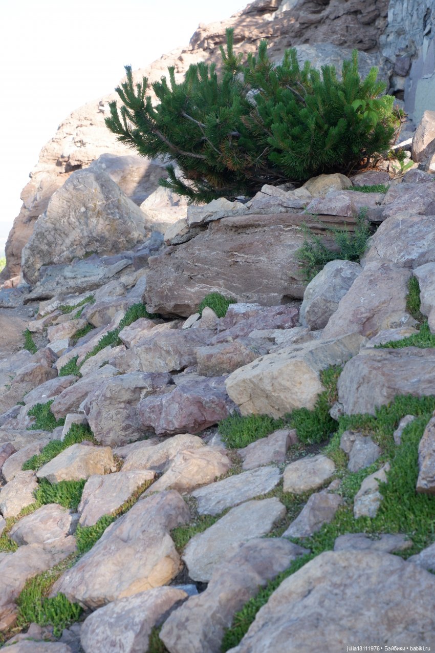 Дом кукол Лавандовый сон. Семейка Барбиобразные. Часть 12. Куклы "Соня Роуз/Курн"