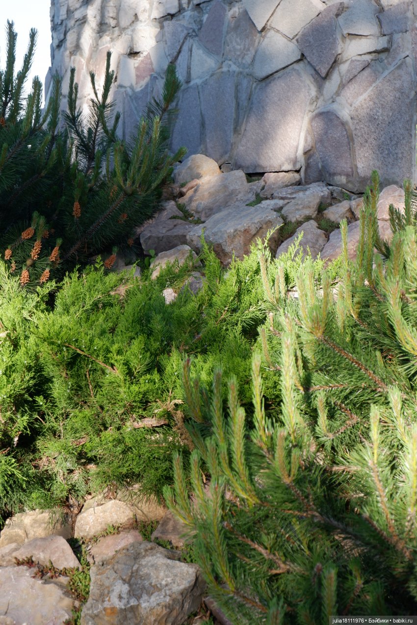 Дом кукол Лавандовый сон. Семейка Барбиобразные. Часть 12. Куклы "Соня Роуз/Курн"