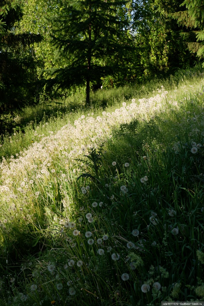 Дом кукол Лавандовый сон. Семейка Барбиобразные. Часть 12. Куклы "Соня Роуз/Курн"