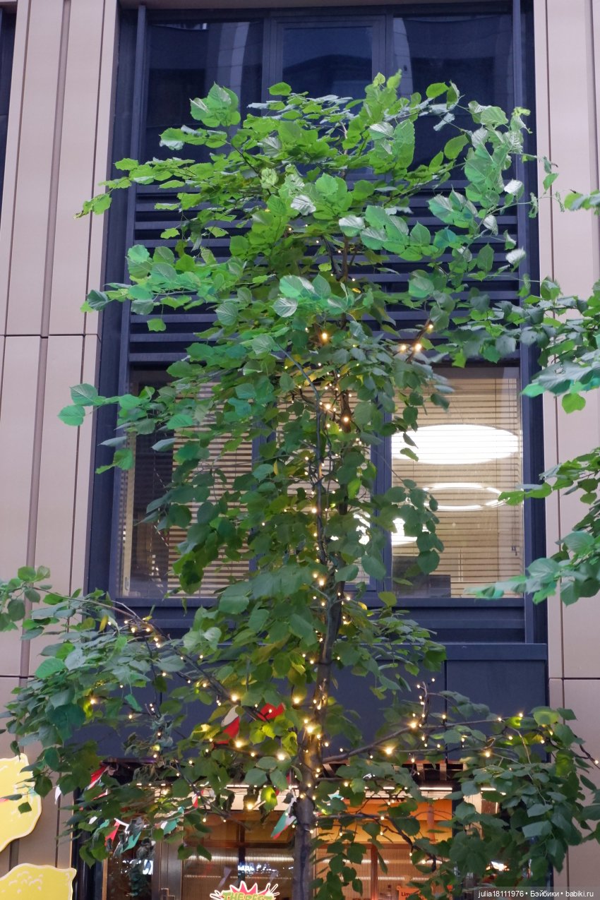 Дом кукол Лавандовый сон. Акварели Петербурга 2025. Образ комнаты в романе (фото 6)