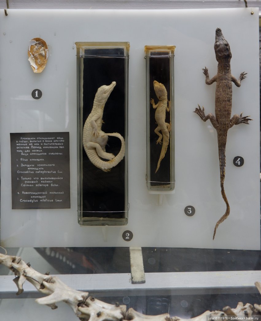 Дом кукол Лавандовый сон. Акварели Петербурга 2025. День 1. Часть 2