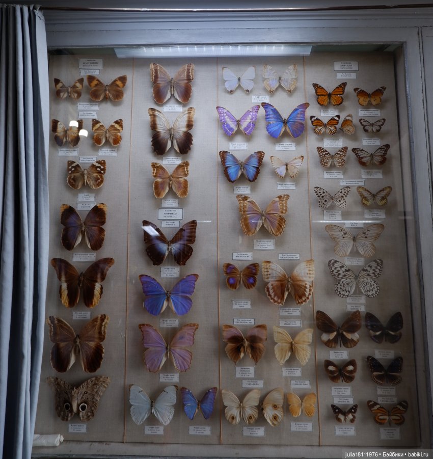 Дом кукол Лавандовый сон. Акварели Петербурга 2025. День 1. Часть 2