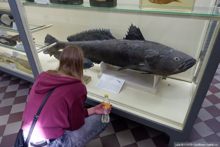 Дом кукол Лавандовый сон. Акварели Петербурга 2025. День 1. Часть 2