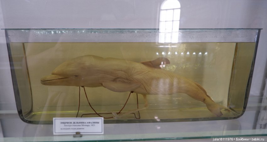 Дом кукол Лавандовый сон. Акварели Петербурга 2025. День 1. Часть 2