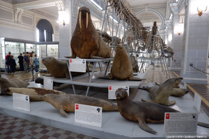 Дом кукол Лавандовый сон. Акварели Петербурга 2025. День 1. Часть 2