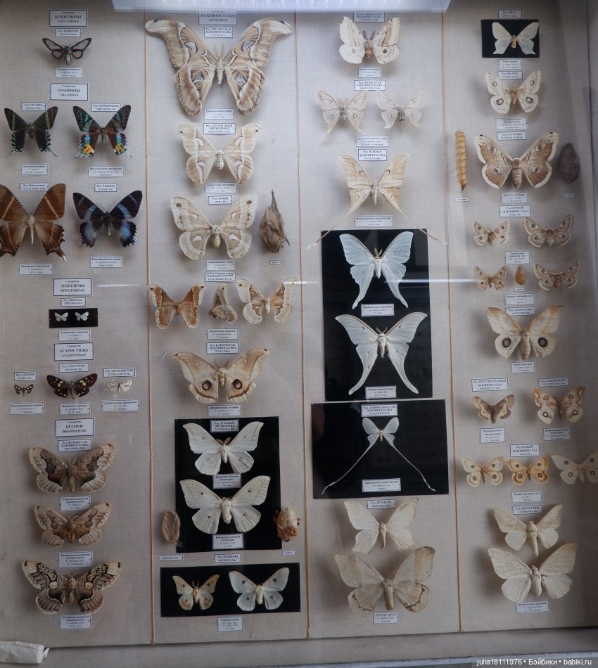 Дом кукол Лавандовый сон. Акварели Петербурга 2025. День 1. Часть 2